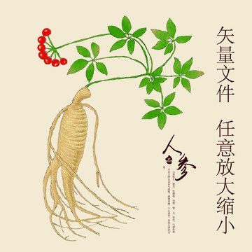 人參包裝設(shè)計 傳統(tǒng)與現(xiàn)代的完美融合